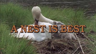 Marty Stouffer's Wild America