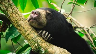 The Secret Lives of Animals