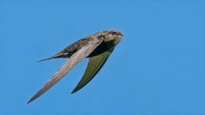 Springwatch