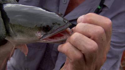 River Monsters