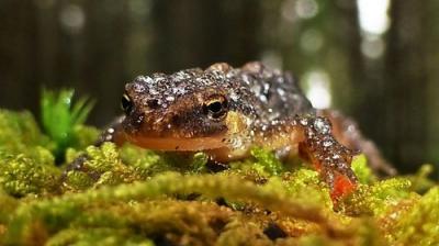 Springwatch