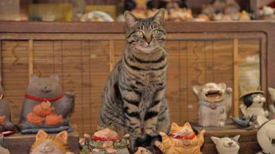 A Cat's-Eye View of Japan