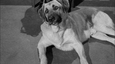Perry Mason