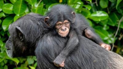 The Secret Life of the Zoo