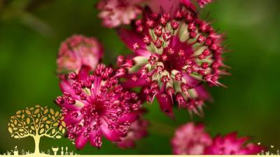 Gardeners' World