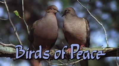 Marty Stouffer's Wild America