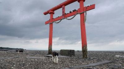 A Cat's-Eye View of Japan