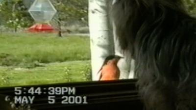 Funniest Pets & People