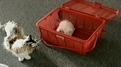 Funniest Pets & People
