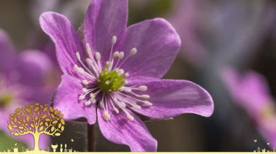 Gardeners' World