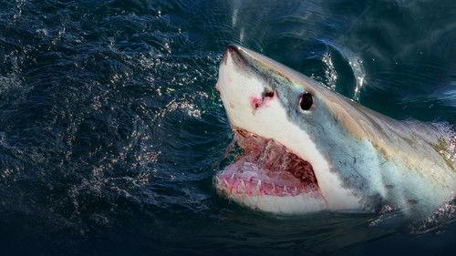 When Sharks Attack filmas žiurėti online