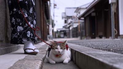 A Cat's-Eye View of Japan