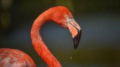 The Secret Life of the Zoo