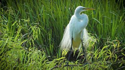 Texas Parks and Wildlife