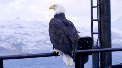 Deadliest Catch