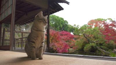 A Cat's-Eye View of Japan