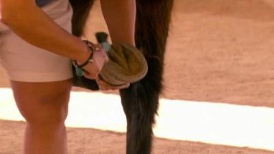 The Real Housewives of New Jersey