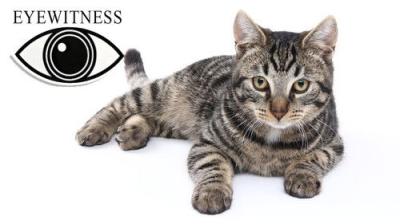 Eyewitness