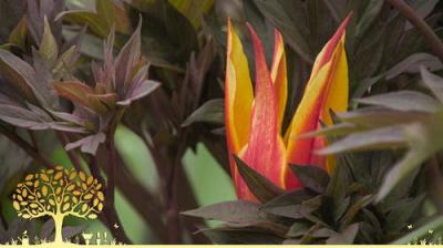 Gardeners' World