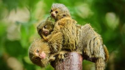 The Secret Life of the Zoo