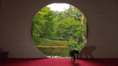 A Cat's-Eye View of Japan
