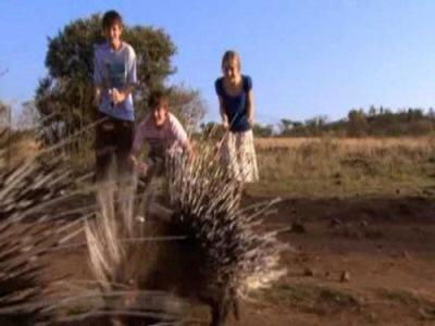 Wild at Heart
