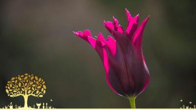 Gardeners' World