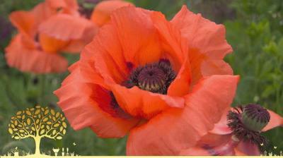 Gardeners' World
