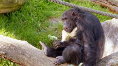 Taronga: Who's Who In The Zoo