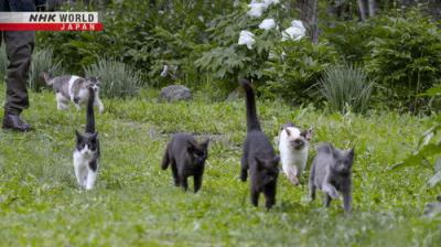 A Cat's-Eye View of Japan