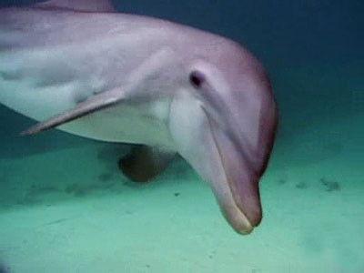 Penn & Teller: Bullshit!