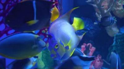 Tanked