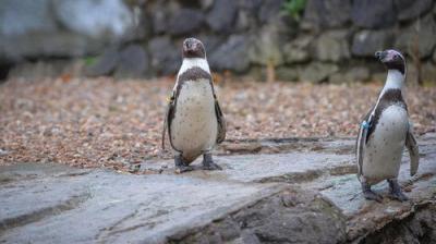The Secret Life of the Zoo