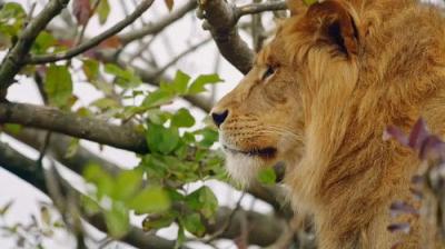 Taronga: Who's Who In The Zoo