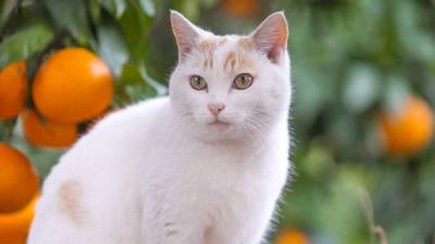 A Cat's-Eye View of Japan
