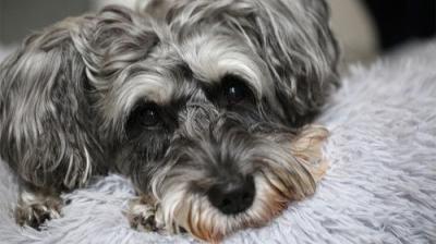 The Supervet: Noel Fitzpatrick