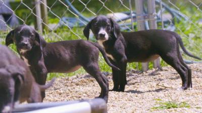 Pit Bulls and Parolees