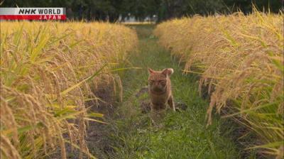 A Cat's-Eye View of Japan