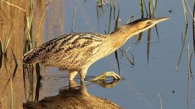 Springwatch