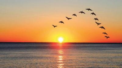 The National Geographic Guide to Birding in North America