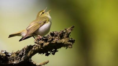 Springwatch
