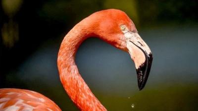 The Secret Life of the Zoo
