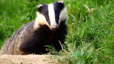 Springwatch