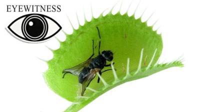 Eyewitness