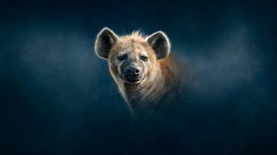 Dynasties