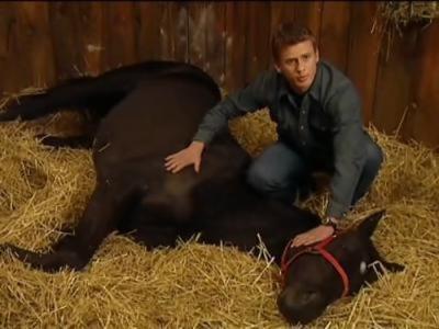 The Saddle Club