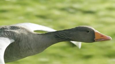 Countryfile