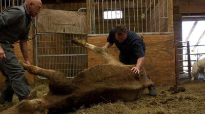 The Incredible Dr. Pol