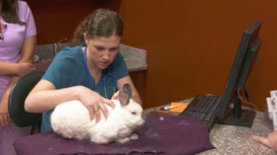 Dr. K's Exotic Animal ER