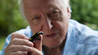 David Attenborough's Natural Curiosities